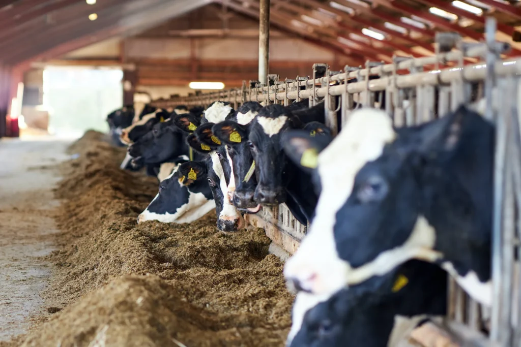 dojnice | ZOD družstvo Stolany